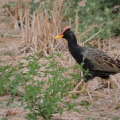 Watercock, Nellore