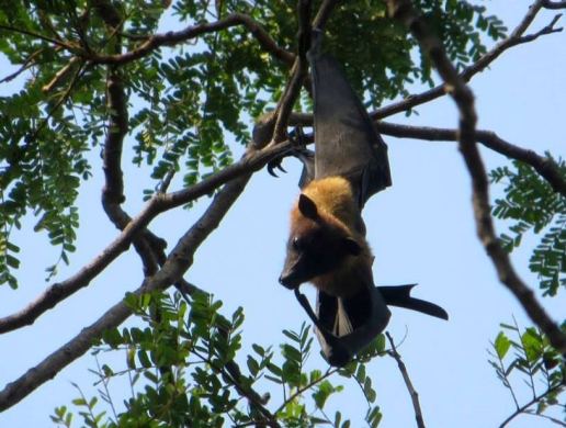 Fruit Bat, Theosophical Society - Adyar