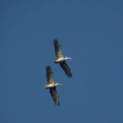 Spot-Billed Pelicans, Chennai