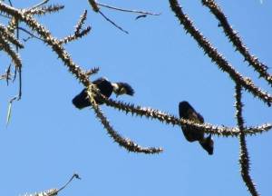 Heart-Spotted Woodpeckers, Thekkady