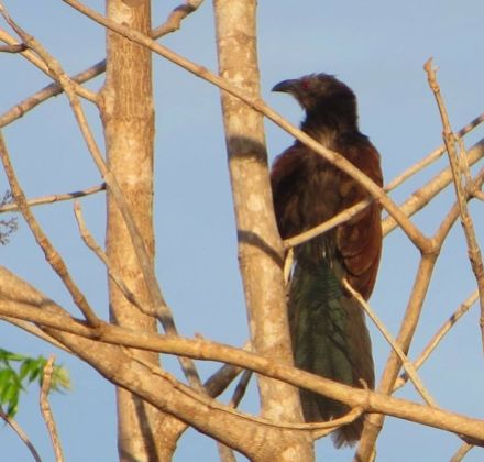 Greater Coucal, Ponneri