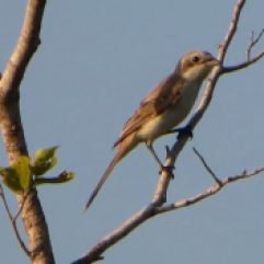 Brown Shrike, Vedanthangal