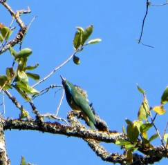 Blue-bearded Bee-Eater, Palani Hills