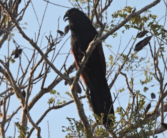 Greater Coucal, Vedanthangal