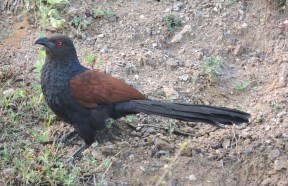 Greater Coucal, East Coast Road