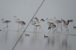 Greater Flamingos, Pulicat Lake