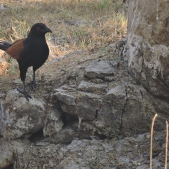 Greater Coucal, Vedanthangal