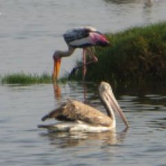 Painted Stork and Grey Pelican