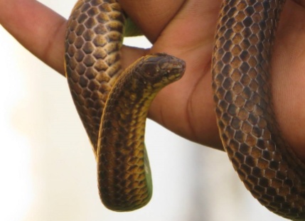 Nilgiri Narrow-headed Snake, Ooty