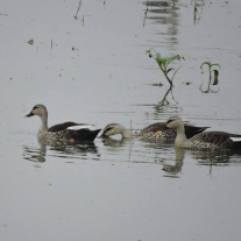 Spot-Billed Ducks