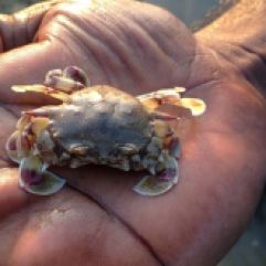 Crab, Alamparai Fort