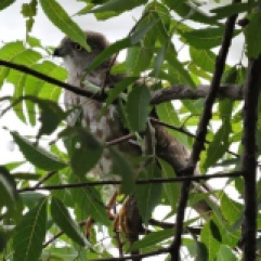 Sparrowhawk, Vedanthangal