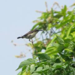 Purple-Rumped Sunbird - female, Chennai