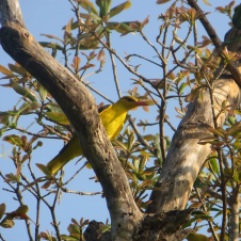 Golden Oriole, Vedanthangal