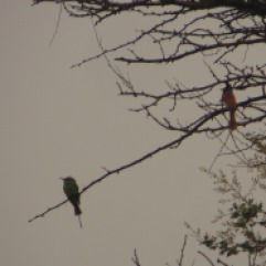 Green Bee Eater and Asian Paradise Flytcatcher