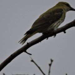 Golden Oriole (female), Vedanthangal