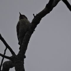 Brown-Capped Woodpecker, Palani Hills
