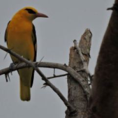 Golden Oriole (male), Vedanthangal