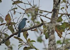 Asian Fairy Bluebird (female)
