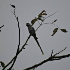 Blue Winged Parakeet, Upper Palani
