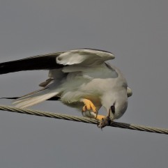 Black-Winged Kite