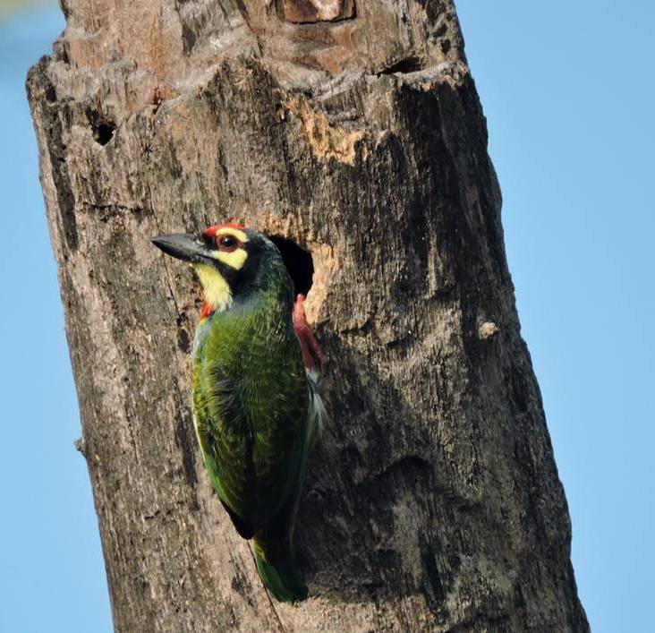 Coppersmith Barbet, Vedanthangal