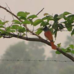 Asian Paradise Flycatcher, Vedanthangal