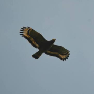 Crested Serpent Eagle, Thrissur