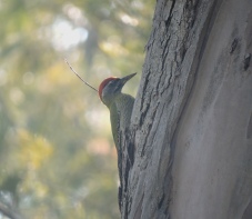 Streak-Throated Woodpecker