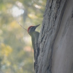 Streak-Throated Woodpecker