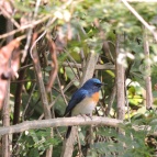 Tickell's Blue Flycatcher, Kumily