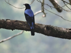 Asian Fairy Bluebird (male), Kodai