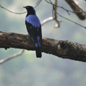 Asian Fairy Bluebird (male), Kodai