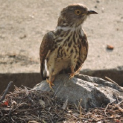 Common Hawk Cuckoo, Vedanthangal