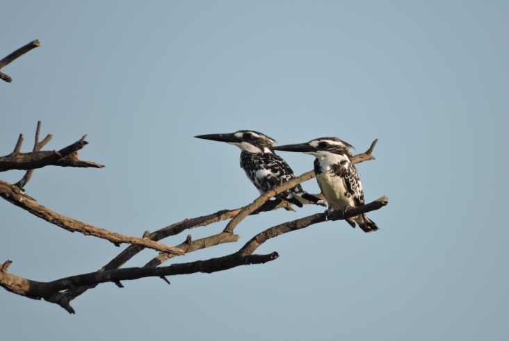 Pied Kingfishers, Chembarambakkam Lake