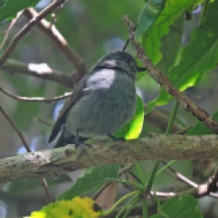 Nilgiri Flycatcher (female)