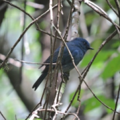 Nilgiri Flycatcher (male)
