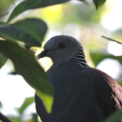 Nilgiri Wood Pigeon, Ooty