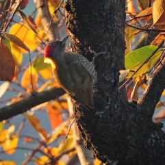 Streak-Breasted Woodpecker, Kodai