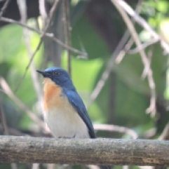 Blue-Throated Blue Flycatcher