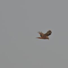 Marsh Harrier (one of his favourite birds)