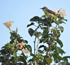 Purple-Rumped Sunbird (female), Chennai
