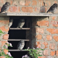 Spotted Owlets, Pulicat