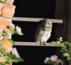 Spotted Owlet, Pulicat