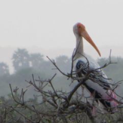 Painted Stork, Vedanthangal