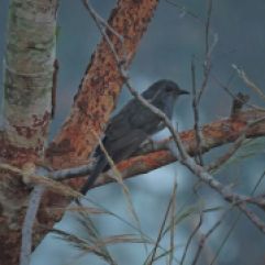 Grey-Bellied Cuckoo, Vedanthangal