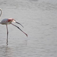 Greater Flamingo, Sholinganallur