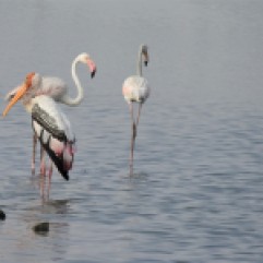 Greater Flamingos & Painted Storks, Sholinganallur