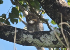 Jungle Owlet, Thekkady