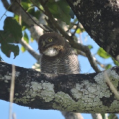 Jungle Owlet, Thekkady